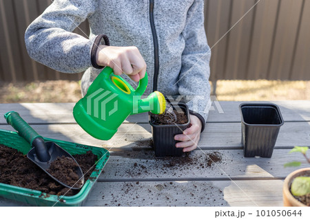 child pours water from a watering can into a seedling pot child pours water from a watering can into a seedling pot 101050644