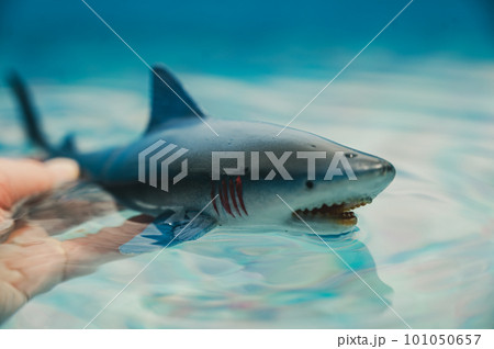 Great white shark plastic toy on the surface of a swimming pool 101050657