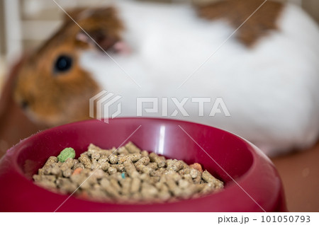 Guinea pig eating condensed fiber pellets from a food tray. Guinea pig eating condensed fiber pellets from a food tray. 101050793