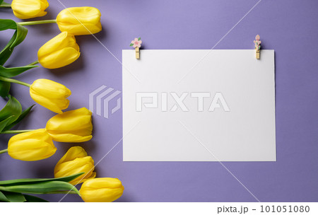 empty white paper with clothespins and tulips on a purple background. 101051080