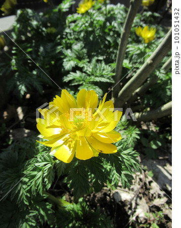 春を告げるフクジュソウの花 101051432
