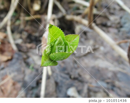 春に芽吹いたアジサイ 春に芽吹いたアジサイ 101051436