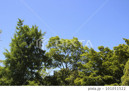 緑の葉を付けた樹木と青空 101051522