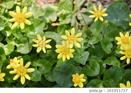 キクザキリュウキンカ 101051727