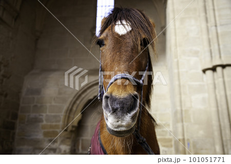 Portrait of a beautiful brown horse Portrait of a beautiful brown horse 101051771