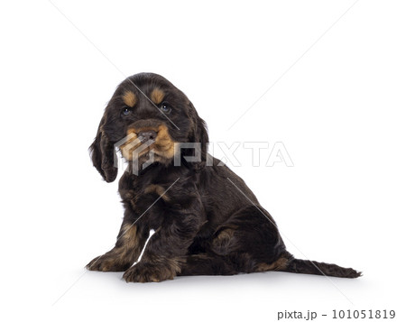 English Cockerspaniel puppy on white background English Cockerspaniel puppy on white background 101051819
