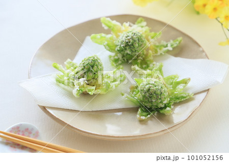 春の料理、ふきのとうの天ぷら 春の料理、ふきのとうの天ぷら 101052156