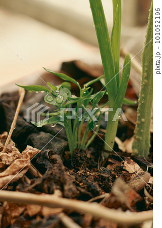 Pepper seedlings, garlic and tomatoes grown together in one container or companion planting showing an eco-friendly sustainable slow living and urban gardening 101052196