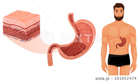 Human stomach in body with layers detalization Human stomach in body with layers detalization 101052474