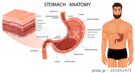 Stomach anatomy with all layers and human body 101052475
