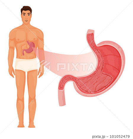 Stomach inside with human body Stomach inside with human body 101052479