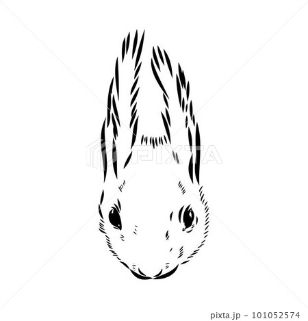 Hand drawn squirrel. Retro realistic animal isolated. Vintage style. Doodle line graphic design. Black and white drawing mammal. Vector sketch. Christmas animal. 101052574