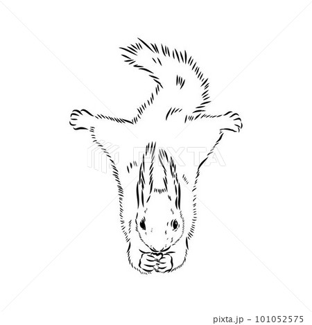 Hand drawn squirrel. Retro realistic animal isolated. Vintage style. Doodle line graphic design. Black and white drawing mammal. Vector sketch. Christmas animal. Hand drawn squirrel. Retro realistic animal isolated. Vintage style. Doodle line graphic design. Black and white drawing mammal. Vector sketch. Christmas animal. 101052575