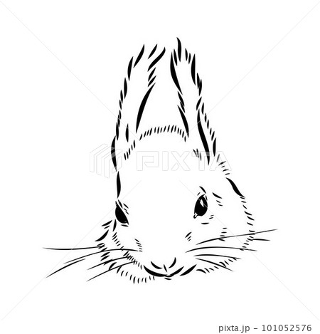 Hand drawn squirrel. Retro realistic animal isolated. Vintage style. Doodle line graphic design. Black and white drawing mammal. Vector sketch. Christmas animal. 101052576