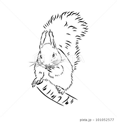 Hand drawn squirrel. Retro realistic animal isolated. Vintage style. Doodle line graphic design. Black and white drawing mammal. Vector sketch. Christmas animal. Hand drawn squirrel. Retro realistic animal isolated. Vintage style. Doodle line graphic design. Black and white drawing mammal. Vector sketch. Christmas animal. 101052577