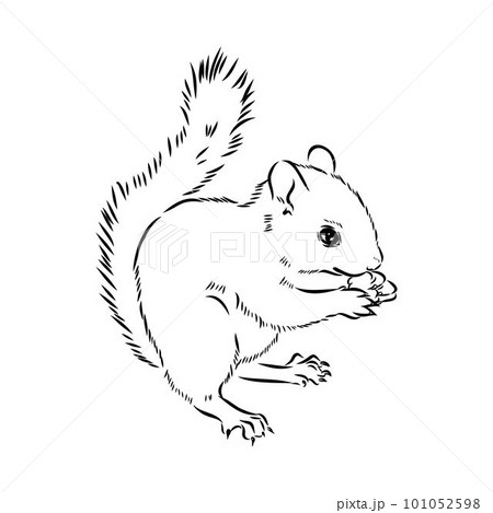 4 Ways to Draw a Squirrel - wikiHow