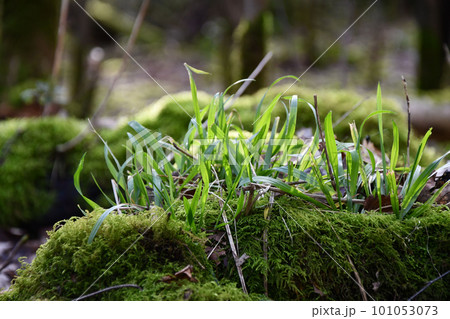 Grasses and moss in the morning sun on the forest Grasses and moss in the morning sun on the forest 101053073