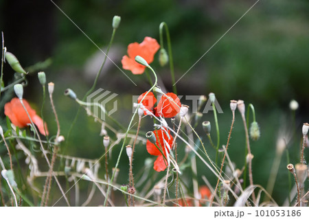 Closeup shot of the red poppies in the Ihlara valley in Aksaray, Central Anatolia, Turkey 101053186