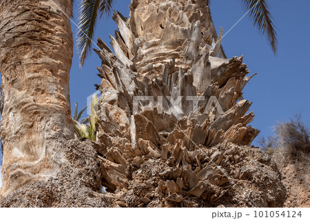 Detail of a palm tree trunk, Fuerteventura 101054124