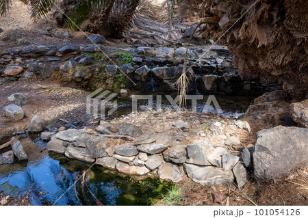 River in an oasis, Fuerteventura, Spain 101054126