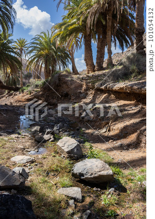 River in an oasis, Fuerteventura, Spain River in an oasis, Fuerteventura, Spain 101054132