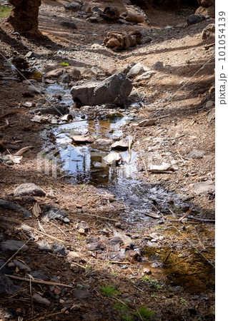 River in an oasis, Fuerteventura, Spain River in an oasis, Fuerteventura, Spain 101054139