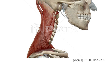 The muscles of the neck are muscles that cover the area of the neck. 101054247