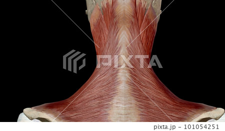 The muscles of the neck are muscles that cover the area of the neck. The muscles of the neck are muscles that cover the area of the neck. 101054251