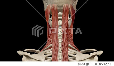 Head rotation, lateral movement of the head...のイラスト素材 [101054271] - PIXTA