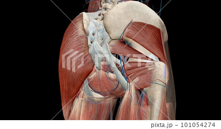 The hip is the joint between the hip, thigh, and pelvis bones. The hip is the joint between the hip, thigh, and pelvis bones. 101054274