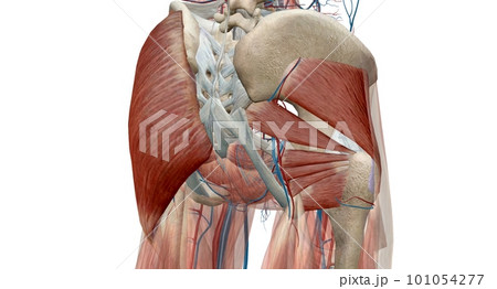 The hip is the joint between the hip, thigh, and pelvis bones. The hip is the joint between the hip, thigh, and pelvis bones. 101054277