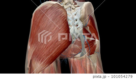 The hip is the joint between the hip, thigh, and pelvis bones. 101054279