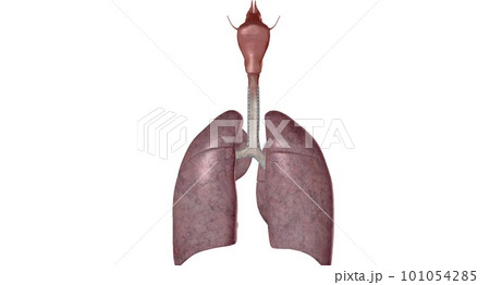 The respiratory system is the network of organs and tissues that help you breathe. 101054285