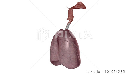 The respiratory system is the network of organs and tissues that help you breathe. The respiratory system is the network of organs and tissues that help you breathe. 101054286