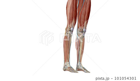 The knee is a modified hinge joint, which permits flexion and extension as well as slight internal and external rotation 101054301