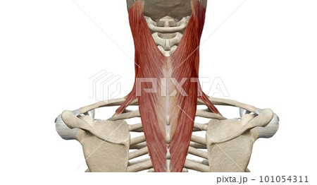 Lateral flexion involves bending a body part, mainly your torso and neck, sideways. Lateral flexion involves bending a body part, mainly your torso and neck, sideways. 101054311