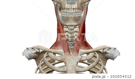 Lateral flexion involves bending a body part, mainly your torso and neck, sideways. Lateral flexion involves bending a body part, mainly your torso and neck, sideways. 101054312