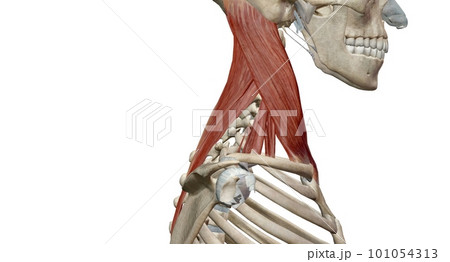 Lateral flexion involves bending a body part, mainly your torso and neck, sideways. 101054313