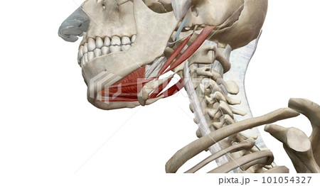 The lateral pterygoid muscle functions as the sole muscle of mastication to causes depression of the mandible. The lateral pterygoid muscle functions as the sole muscle of mastication to causes depression of the mandible. 101054327