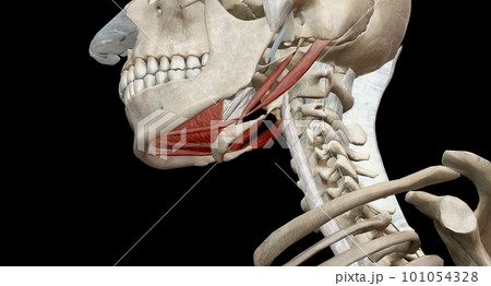 The lateral pterygoid muscle functions as the sole muscle of mastication to causes depression of the mandible. 101054328
