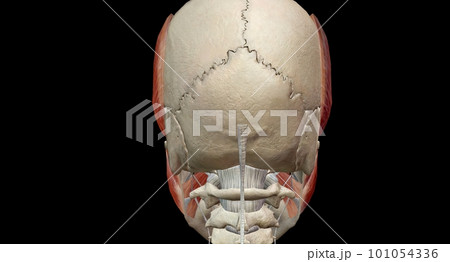 The muscles of mastication are a group of muscles associated wit The muscles of mastication are a group of muscles associated wit 101054336