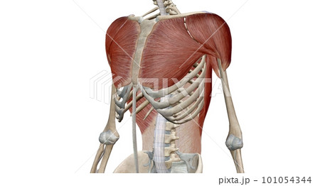 The Chest and Shoulder muscles The Chest and Shoulder muscles 101054344