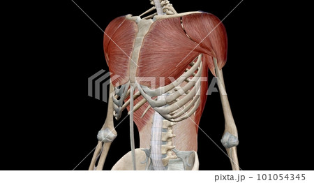 The Chest and Shoulder muscles The Chest and Shoulder muscles 101054345