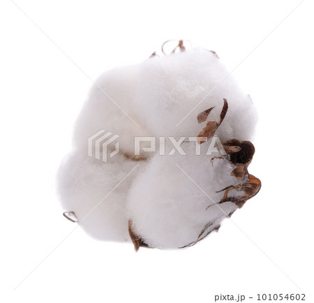 Cotton plant flower isolated on white background. Ripe cotton ball. Cotton plant flower isolated on white background. Ripe cotton ball. 101054602