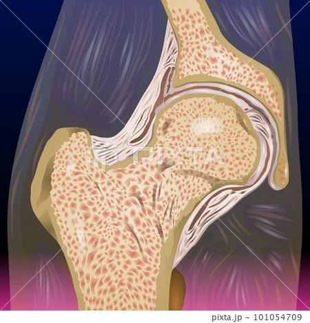 Anatomy of the knee vector illustration Anatomy of the knee vector illustration 101054709
