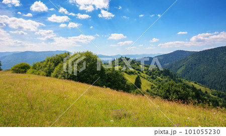 grassy meadow landscape of ukrainian mountains. summer scenery of carpathian countryside on a warm sunny day 101055230