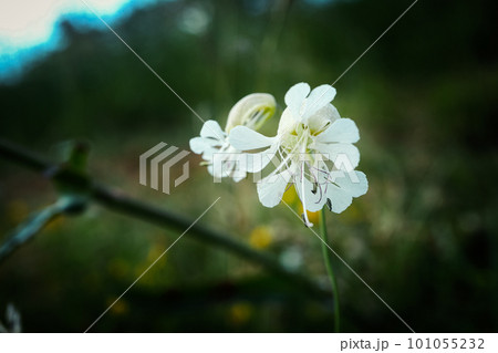Selene vulgaris or bladder campion flowers artistic photography on dark blurred meadow background Selene vulgaris or bladder campion flowers artistic photography on dark blurred meadow background 101055232