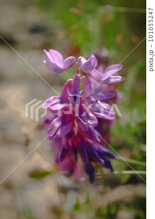 Bunch of purple blooming alpine Hedysarum alpinum flowers on blurry sand road background on sunny day 101055247