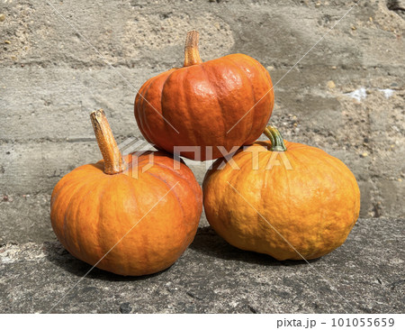 Pumpkins on grey concrete background. Three whole sweet pumpkins. Storage of vegetables Pumpkins on grey concrete background. Three whole sweet pumpkins. Storage of vegetables 101055659