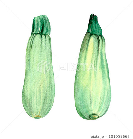 Zucchini painted in watercolor isolated white background hand drawn Zucchini painted in watercolor isolated white background hand drawn 101055662